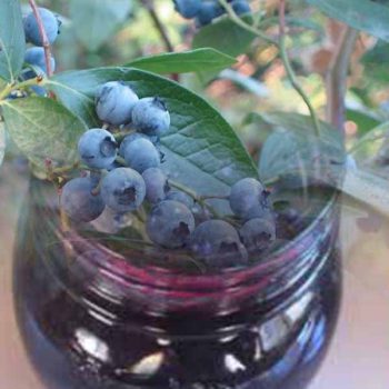 Confettura di Mirtilli